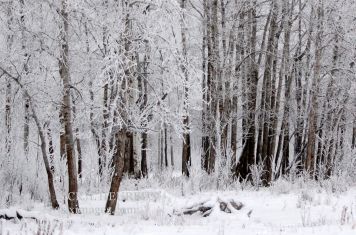 Morning Frost